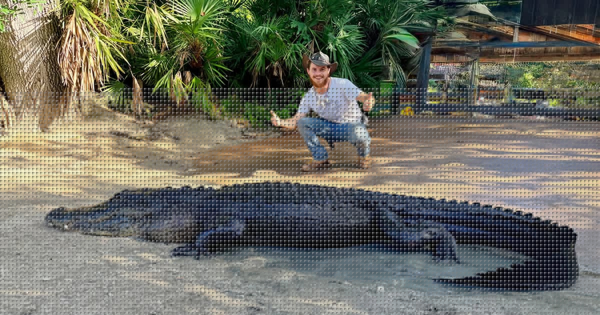 Gatorland welcomes rescued alligator after illegal feeding in the wild