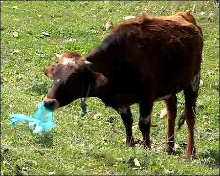 Over a quarter of Iraqi Kurdistan’s waste is plastic, experts say