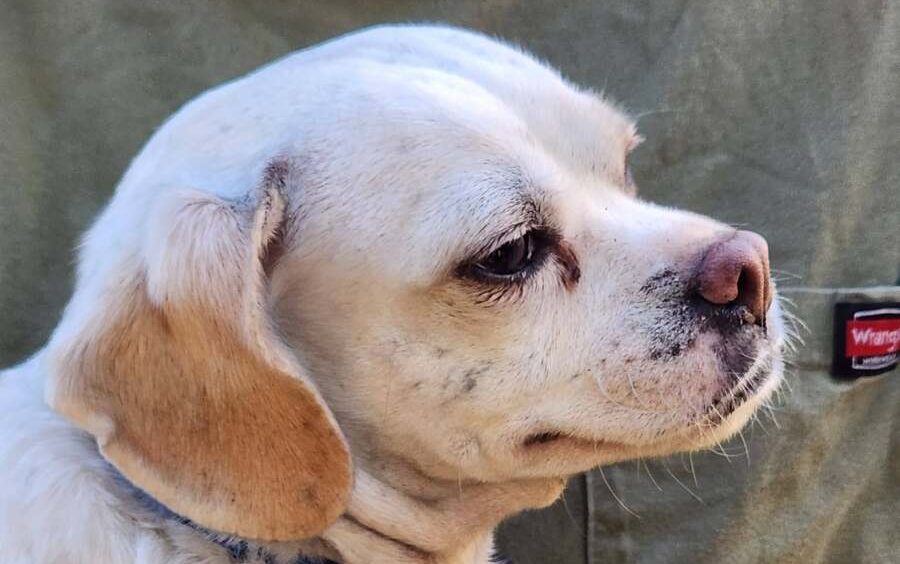 Dog rescued from Trenton fire