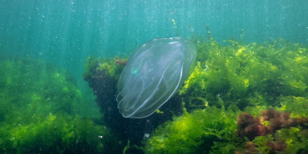 Cannibalistic jellyfish are invading the precious lagoons of Venice with no way of removing them