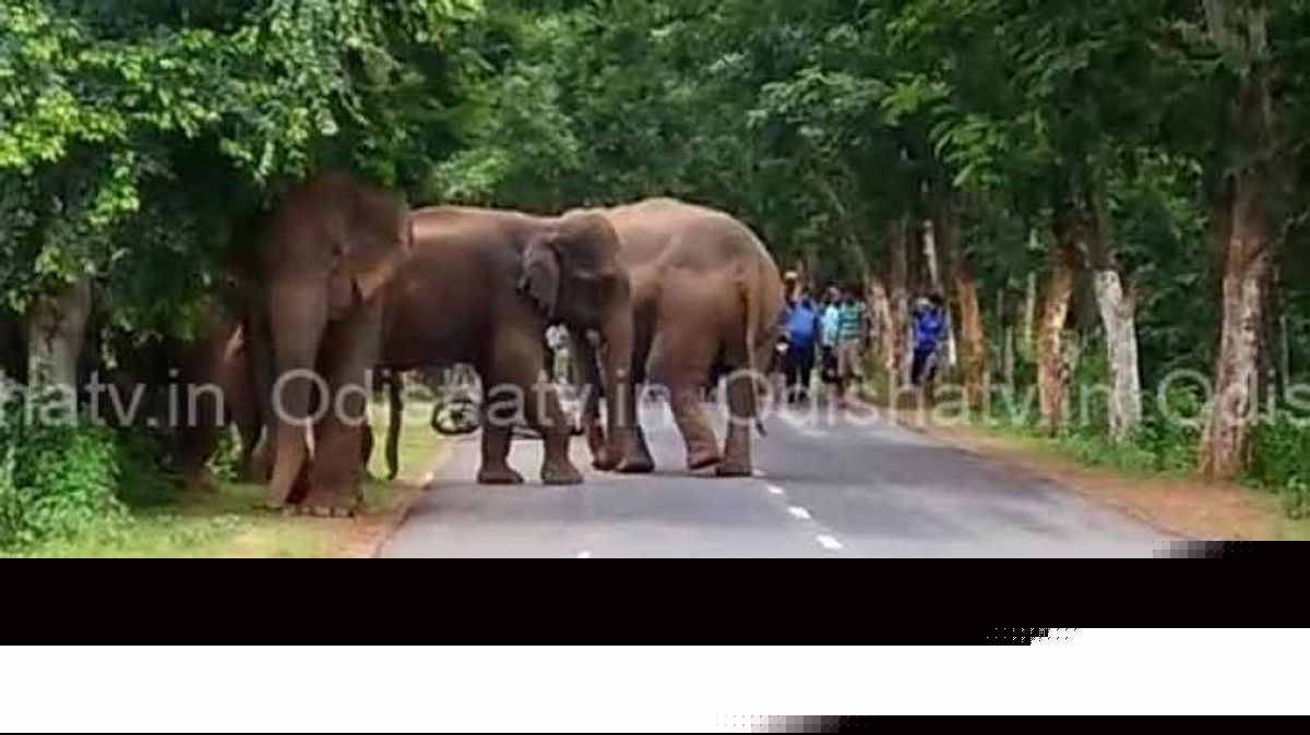 Elephant–human conflict continues unabated in Odisha: State reports 45 human & 9 elephant deaths