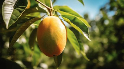 Ramai Virus Nipah, Guru Besar FK Unair Bagikan Tips Aman Makan Buah