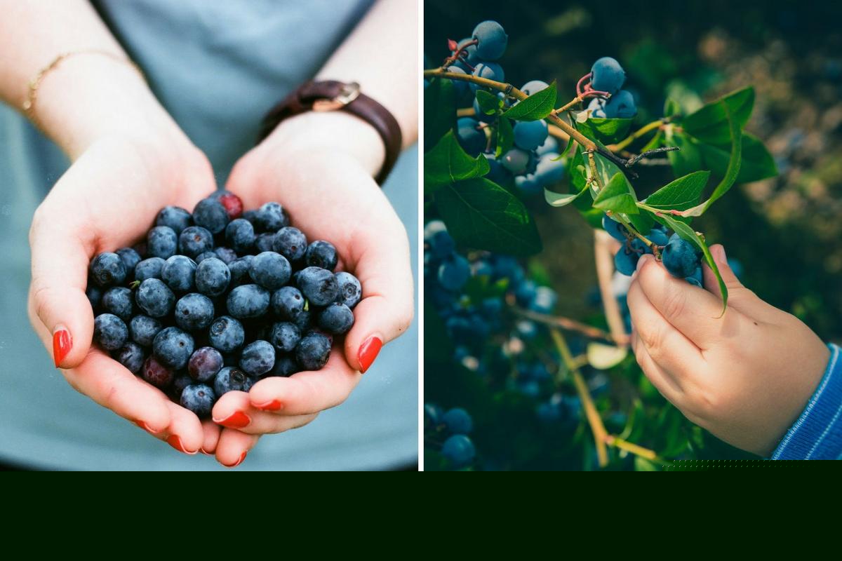Maine's Wild Blueberry Weekend Is the Sweetest Summer Tradition