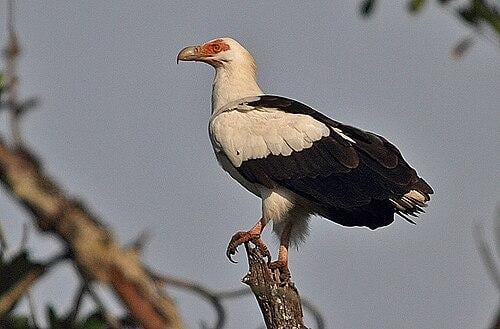 Animals - The Palm-Nut Vulture