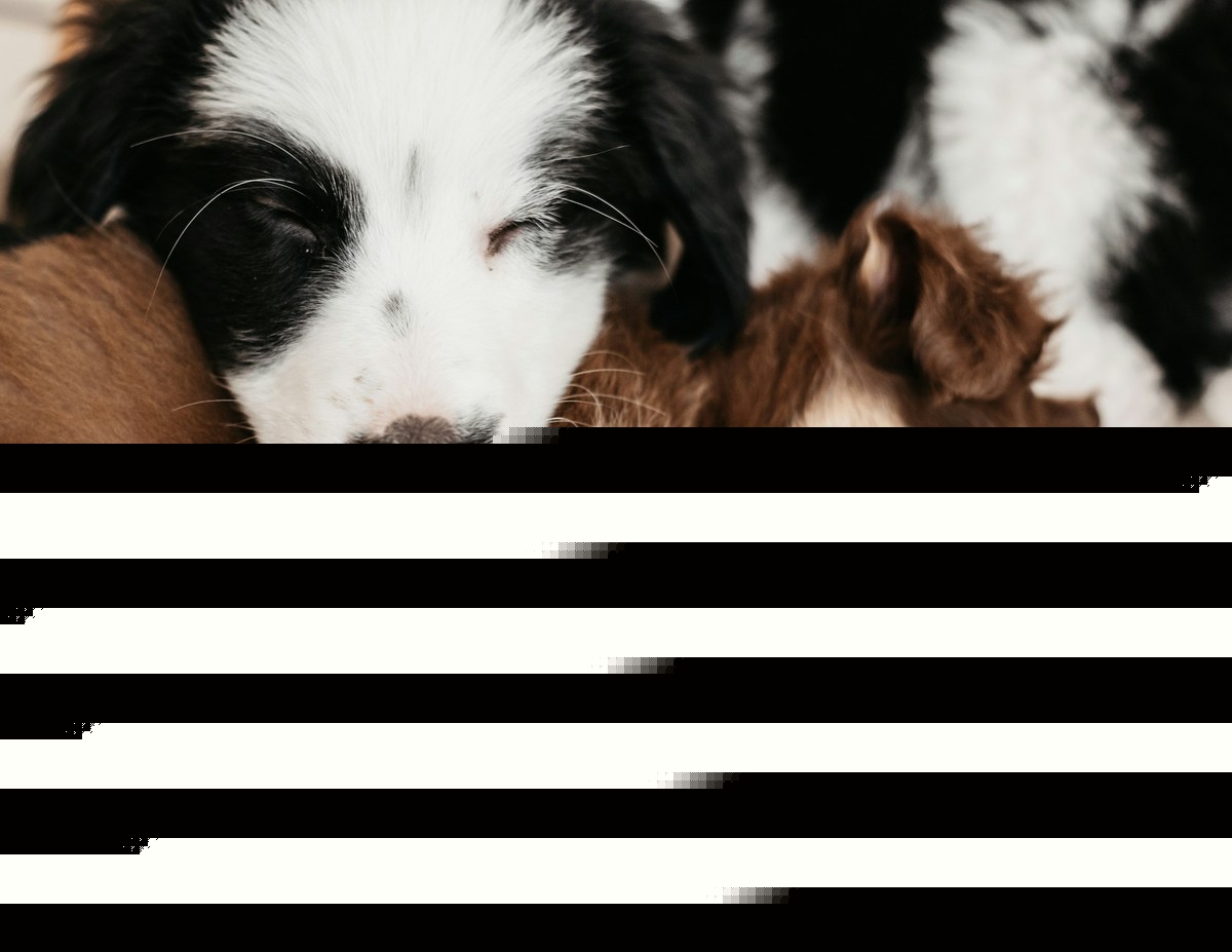 These Are Now The Most Popular Dog Names In Minnesota