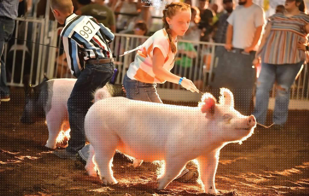 FOCUS: Scenes from the fair