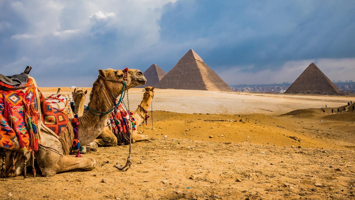 Jill Barton: Behind Egypt’s postcard images, animals suffer for tourism