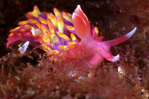 Animals - Rainbow sea slug