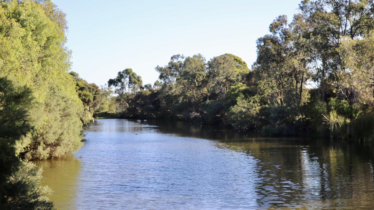 Concerns raised after fish kill in Lower Vasse River as authorities investigate water quality