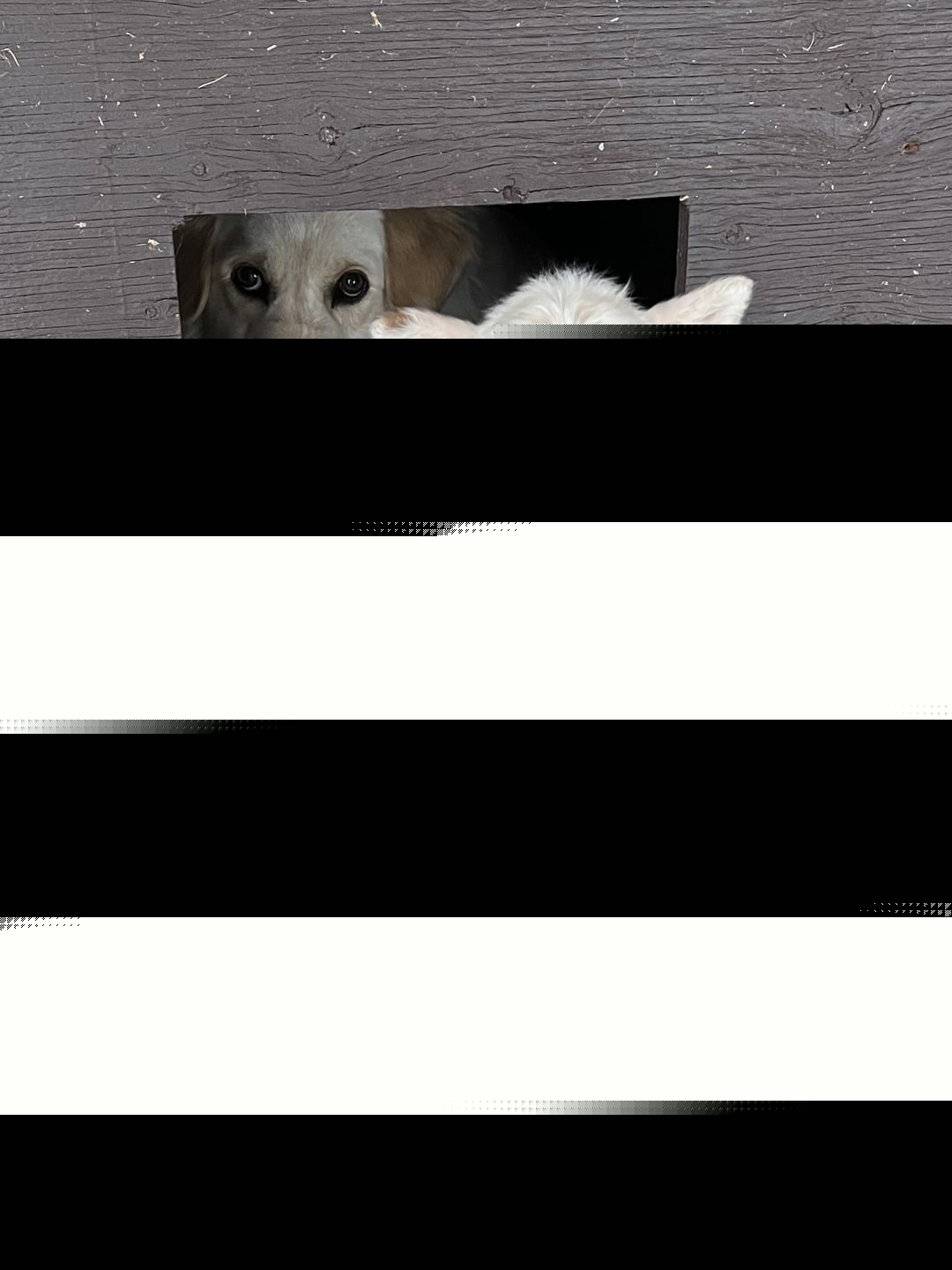 Dogs - Babysitting