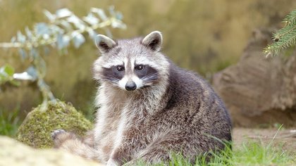 3 nouveaux cas en 2026: la rage du raton laveur se rapproche de Sherbrooke