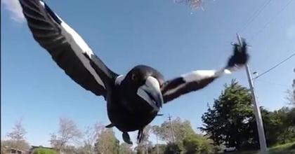 Beyond the swoop: The survival guide for magpies and local families
