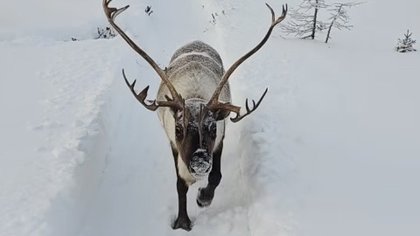 What life's like in the Russian Far North! (VIDEO)
