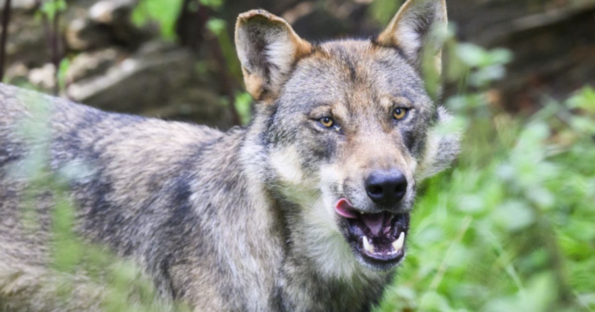 Wolf in Osttirol geschossen, weiteres Tier zum Abschuss freigegeben