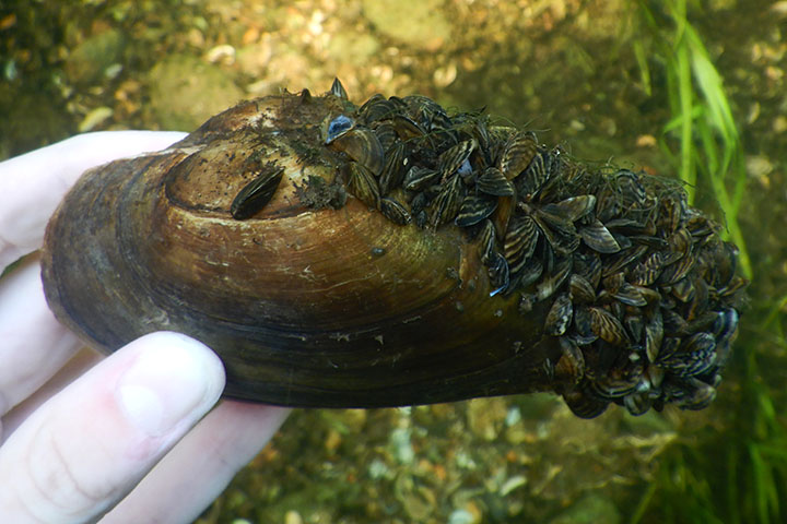 What do I need to know about zebra mussels?