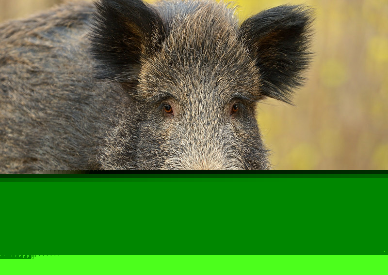 USDA puts $35M toward feral swine control programme