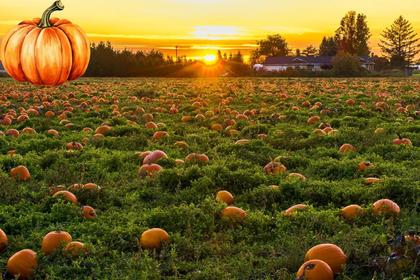How to pick the right pumpkin (so it doesn’t rot on you)