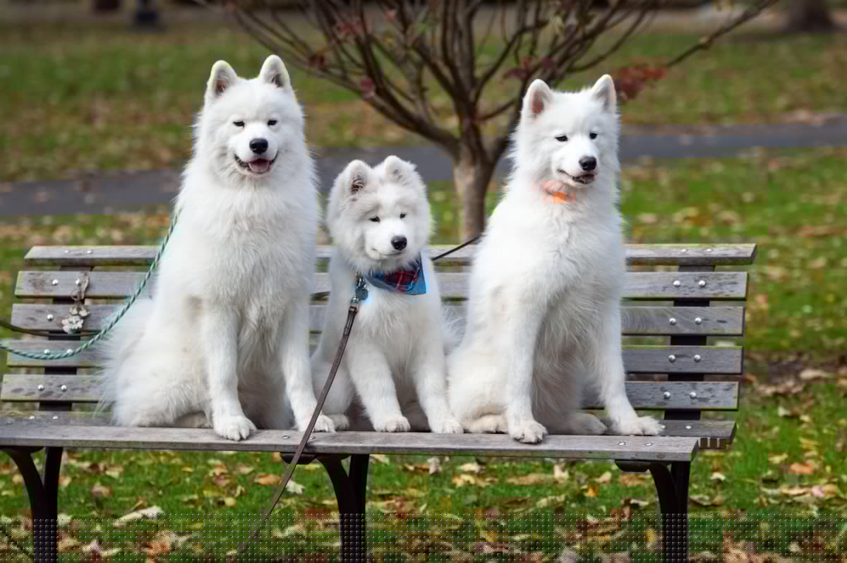 These are Massachusetts' Most Popular Dog Names in 2026
