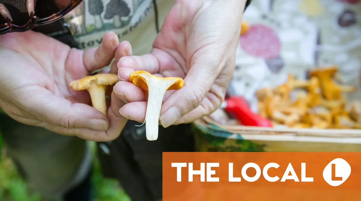 How to pick mushrooms in Sweden like you've been doing it all your life