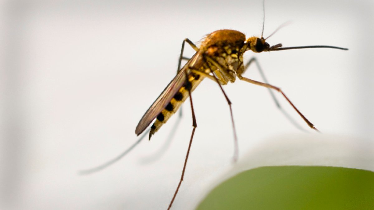 Orange County's West Nile virus season off to an unusually aggressive start, officials warn