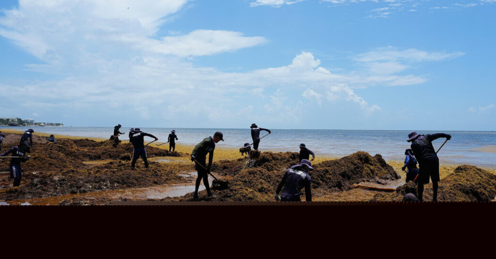Mexico Declares War on Stinky Seaweed