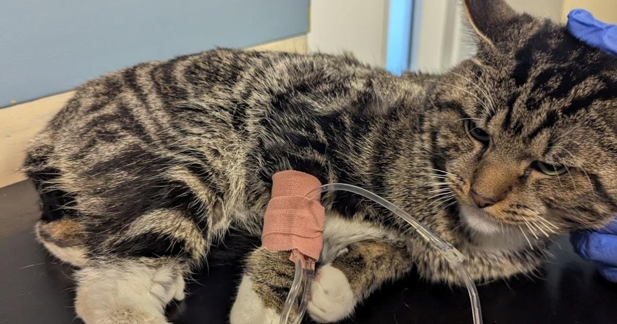 Bolton pet owners in court after cat left crying in pain after falling out of window