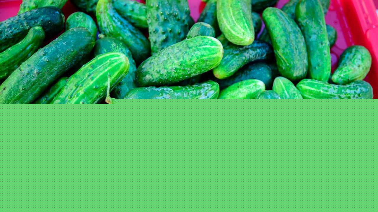 Bitter cucumbers: what signals plant stress and how to stop it