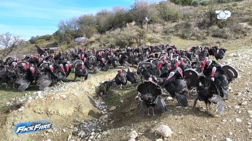 I mori pulat dhe qindra kokrra vezë, por nuk pagoi asnjë lekë, i moshuari nga Kuçova denoncon mashtrimin