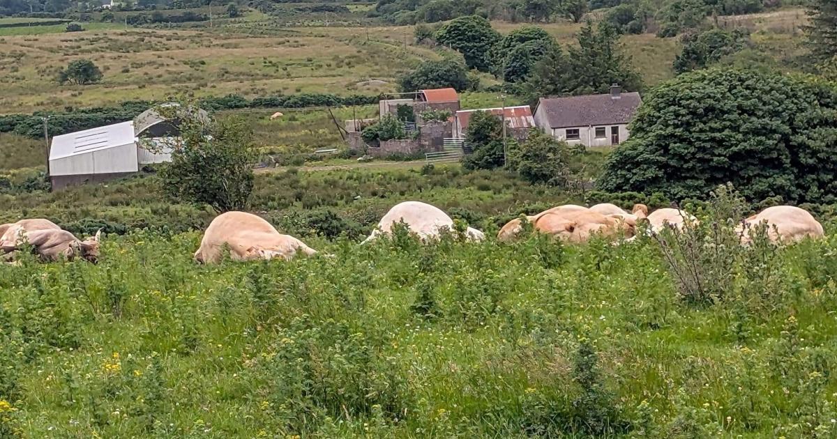Farmers to protest at Stormont tomorrow over Fivemiletown cattle cull