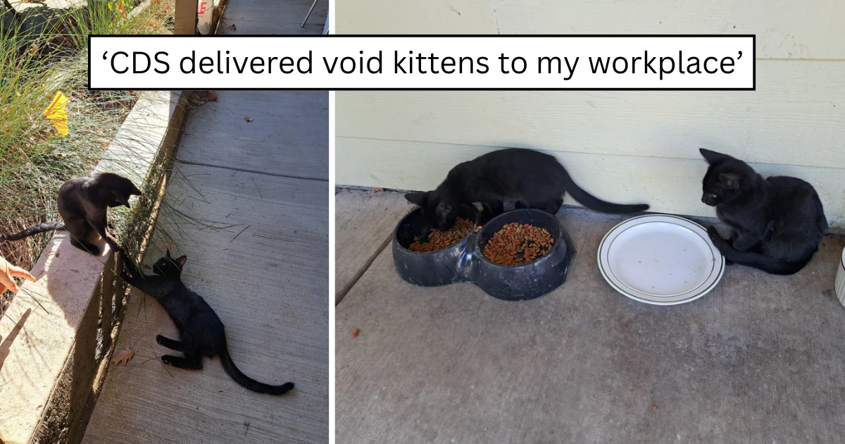 An office full of coworkers fell for three friendly void kittens, but one family made sure two siblings stayed together