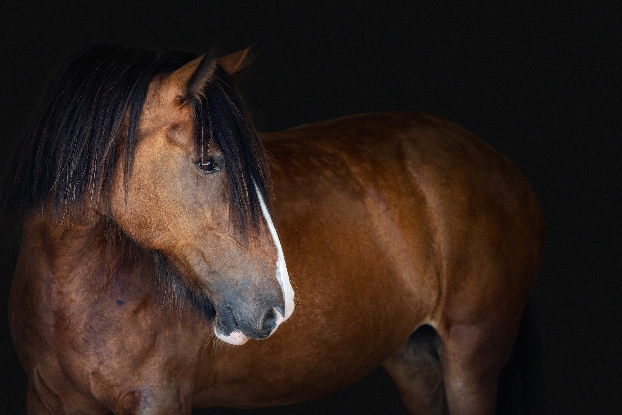‘She knew she was loved’: farewell to 18.2hh Shire mare who touched countless lives, nine years after her rescue