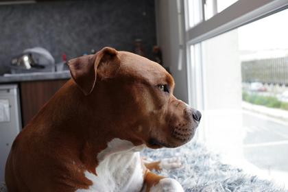 Comment on ‘Ferocious Breed’ Labels for Animals Trigger Mass Suffering: Demand Safeguards Now by Lance Kammerud