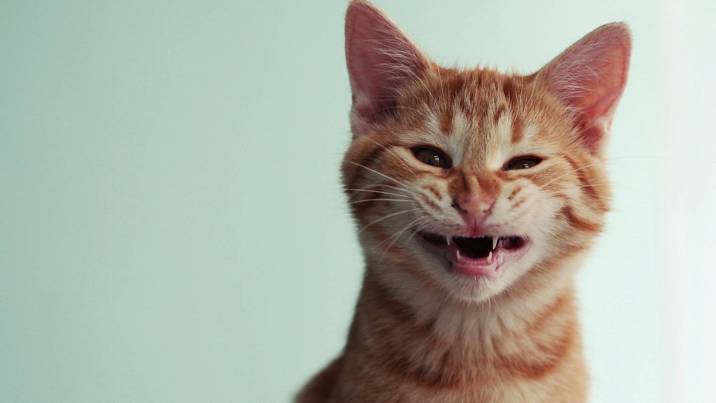 Do Cats Fart?