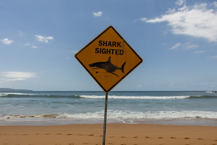 Shark numbers on the rise