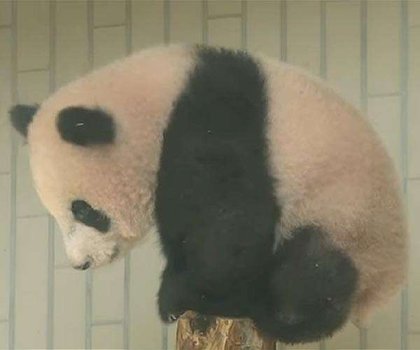 Fans bid farewell to Japan's only pandas