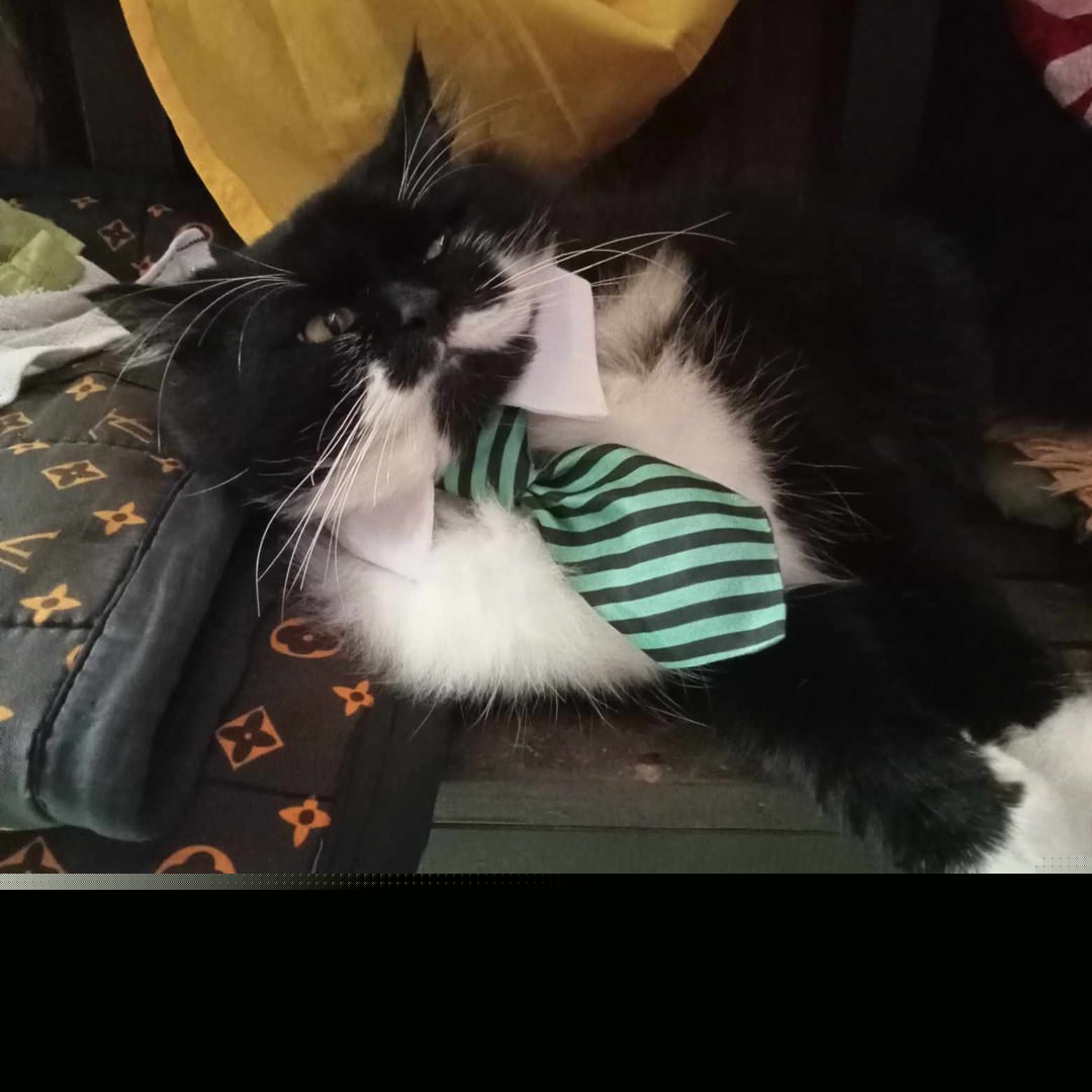 Cats - A business cat