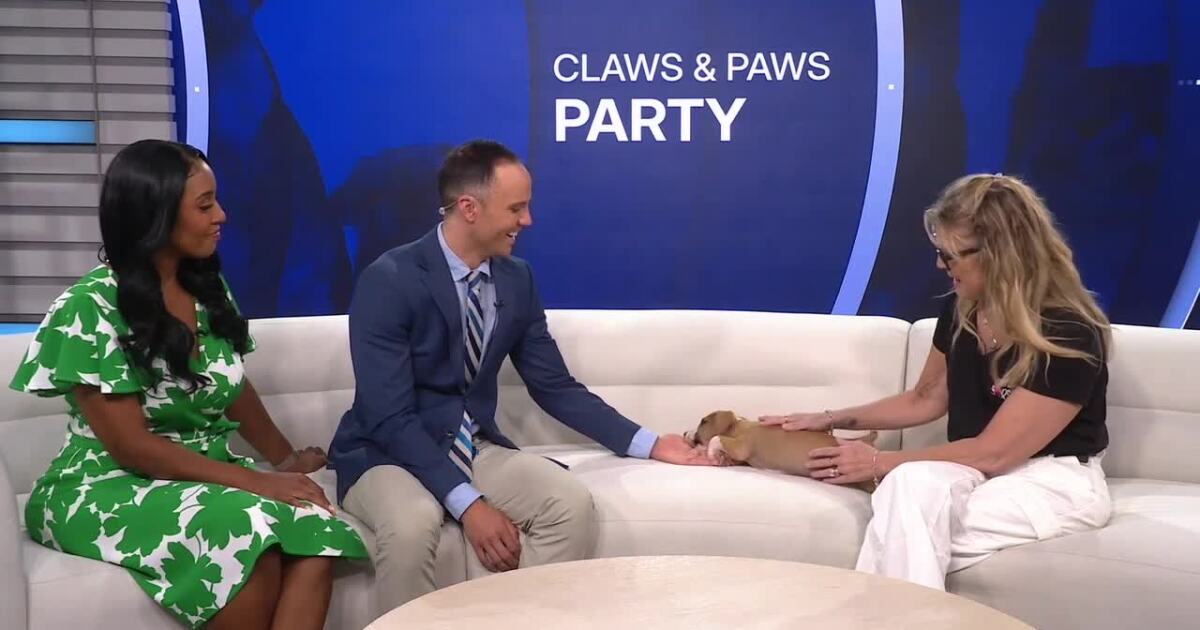 Claws and Paws: Party with your pets to benefit Michele's Rescue