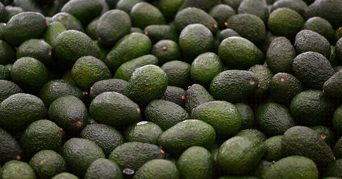 An avocado a day reduces bad cholesterol particles, heart disease risk in adults with obesity, study says