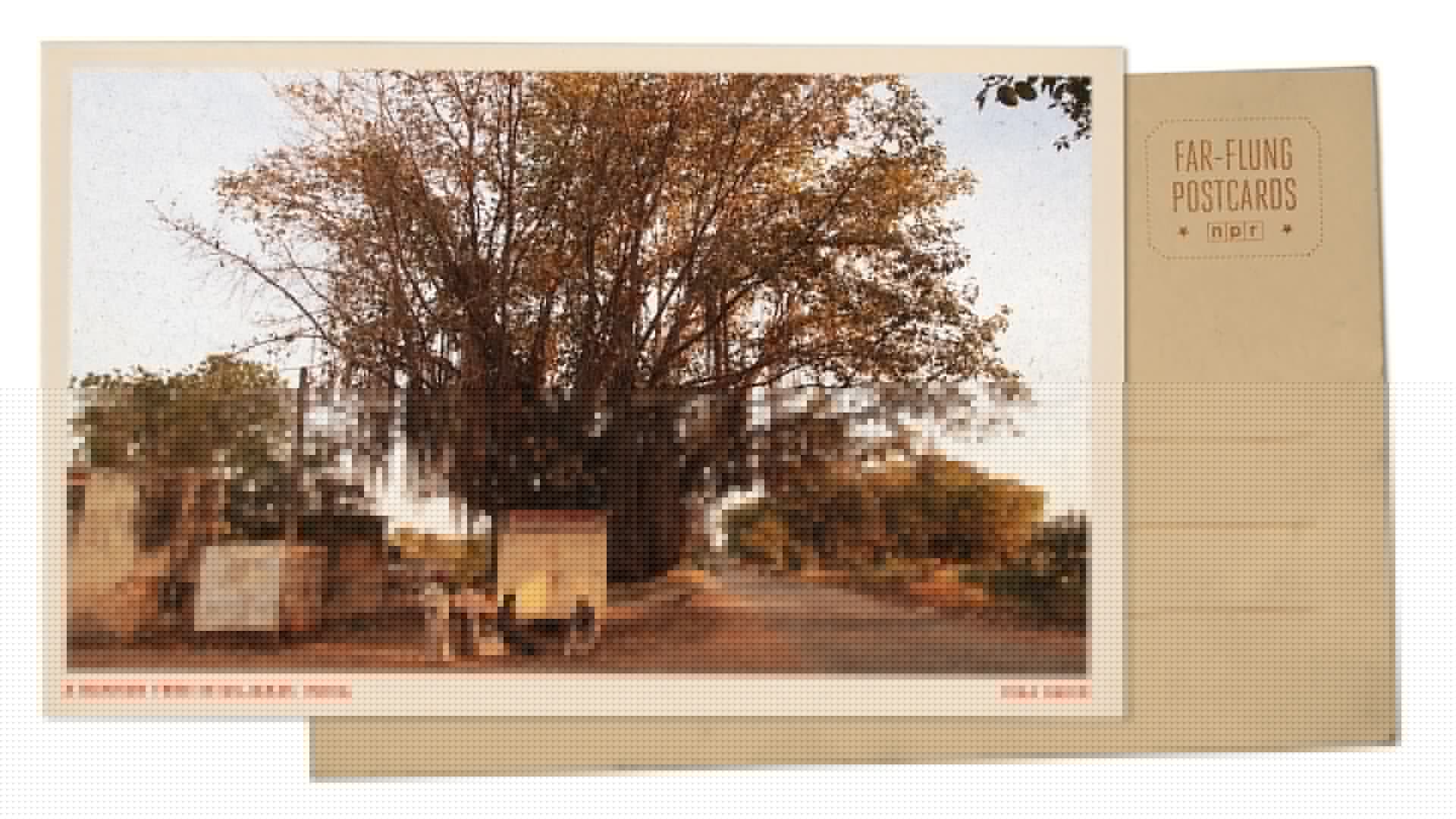 Greetings from Gujarat, India, where a banyan tree is a place for rest, prayers and play