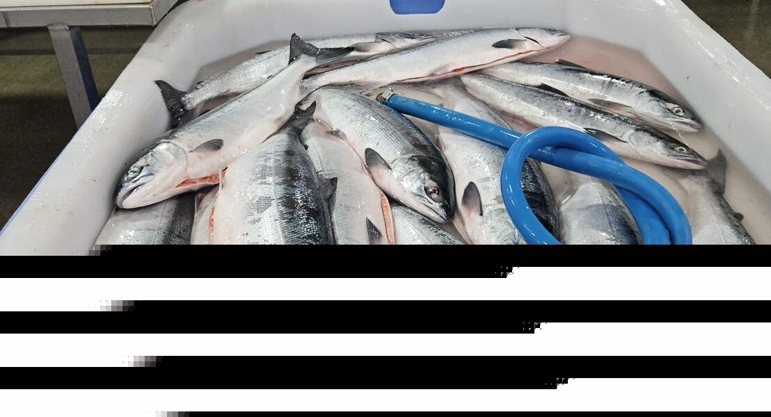 Air-freighted Canadian Johnston Strait sockeye debuts in Japan