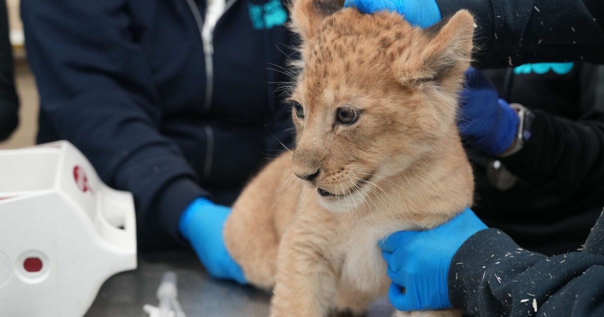 New photos released of Detroit Zoo's lion cubs during first veterinary exam