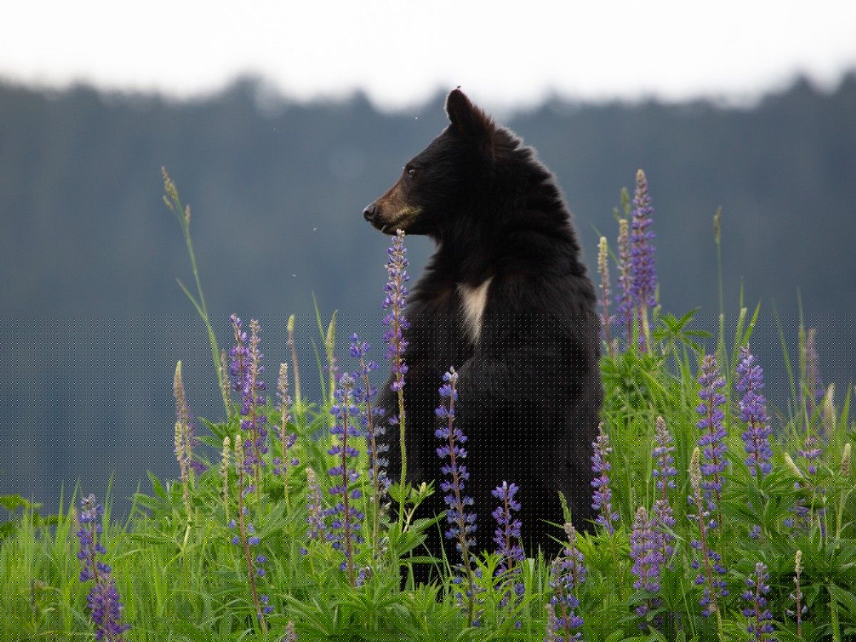 B.C. bear that mauled three-year-old girl still at large after Mounties shoot the wrong animal