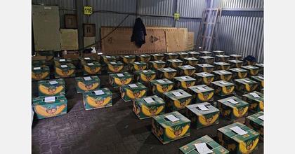 Russia seizes 1.5 tons of cocaine in banana shipment