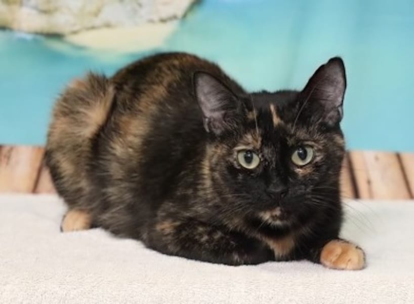 Adopt-a-Pet Aug. 3
