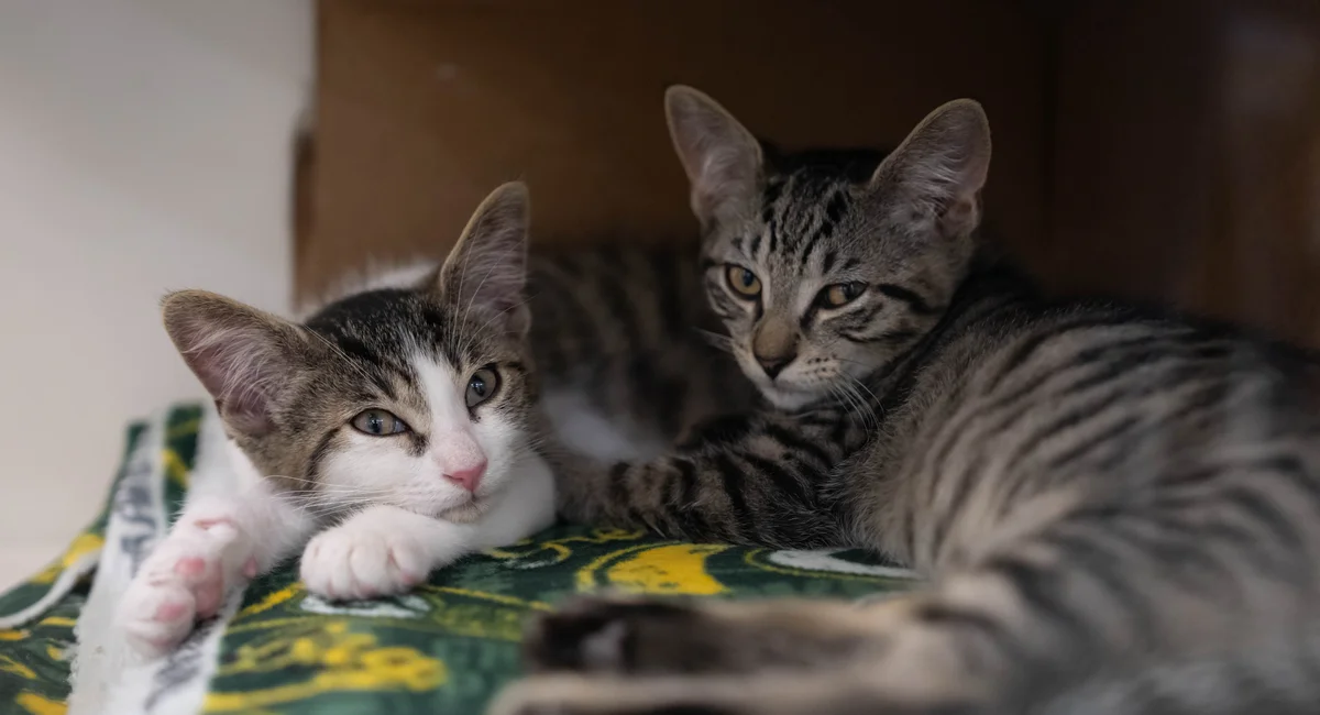 ASPCA removes more than 100 cats from three NYC homes in a single day