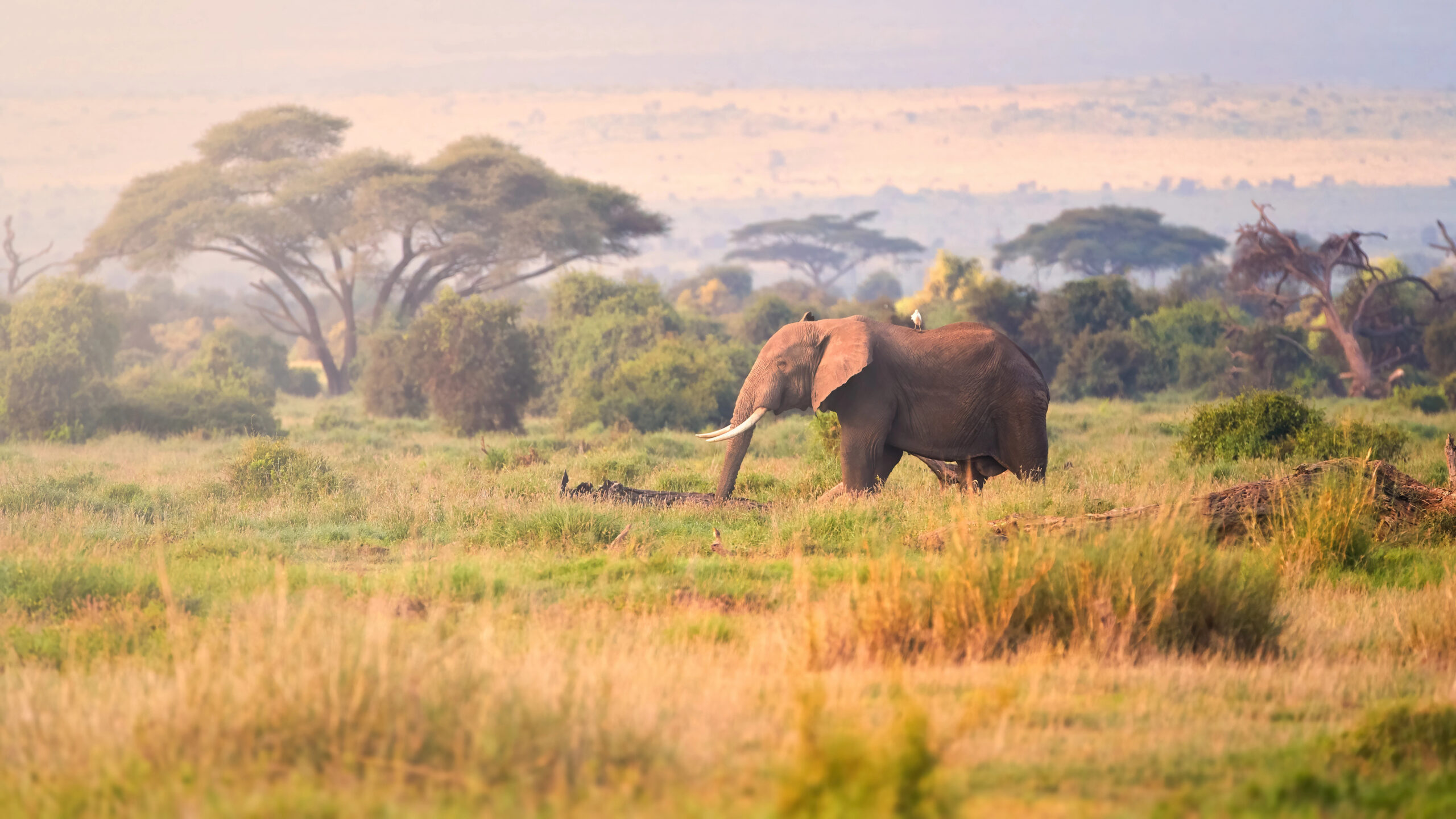Seven Wildlife Photographers to Watch in 2026