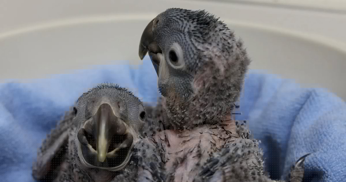 Pairi Daiza réussi un exploit mondial en assurant la reproduction des trois espèces d’aras bleus