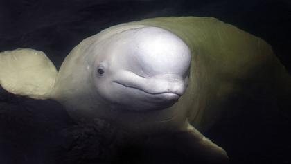 Operation Beluga: In 1985, An Icebreaker Playing Classical Music Saved 2,000 Beluga Whales From Certain Death