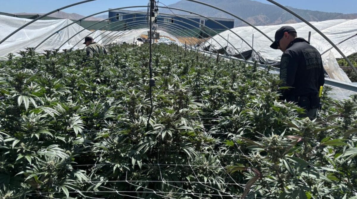 Governor Gavin Newsom Announces California Destroyed $1.2 Billion in Illicit Cannabis Since 2022