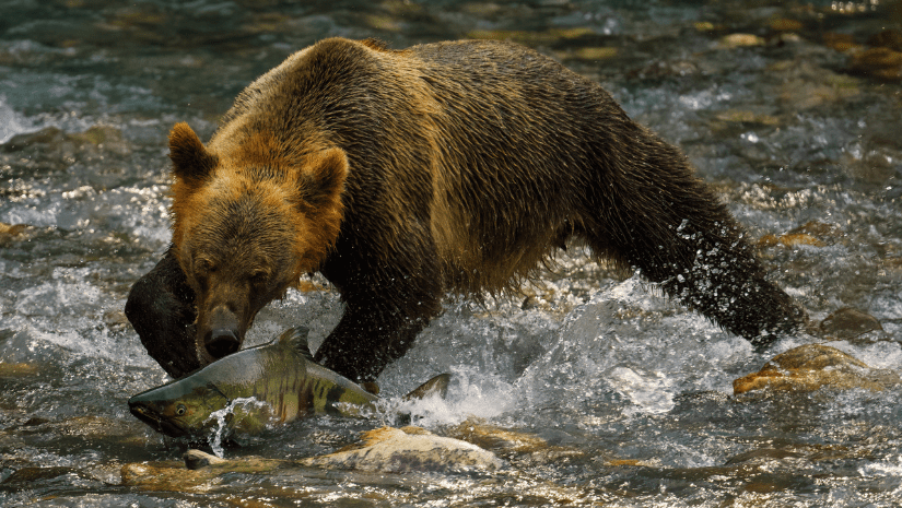 Vancouver Island photographers win gold, silver medals in BC SPCA photo contest